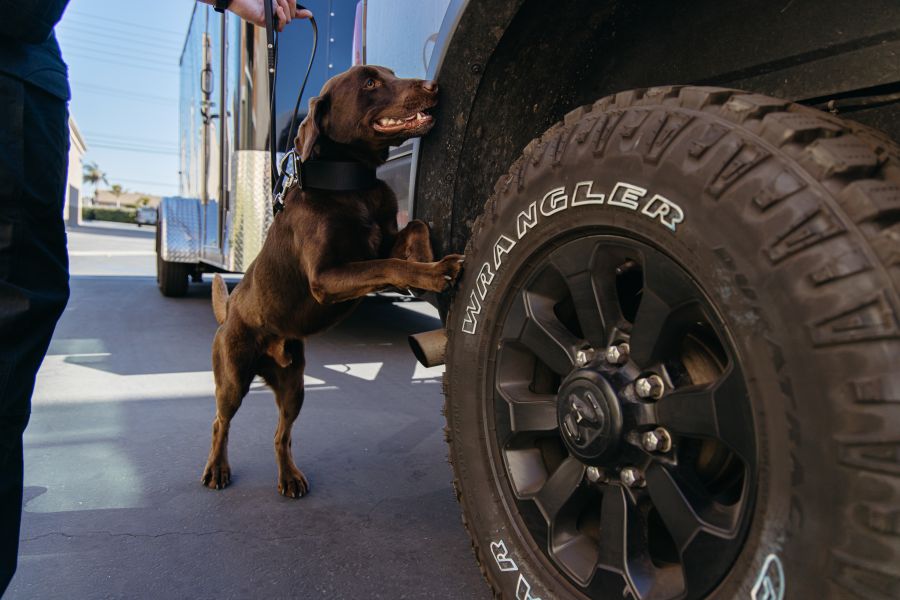 Guard dog looking around truck tires.