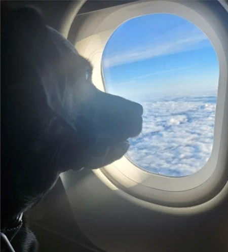 dog looking outside airplane window