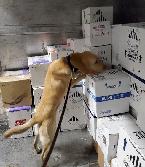 Dog searching cargo