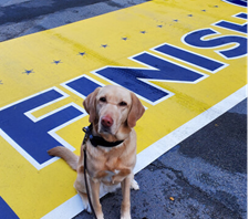Dog in finish line