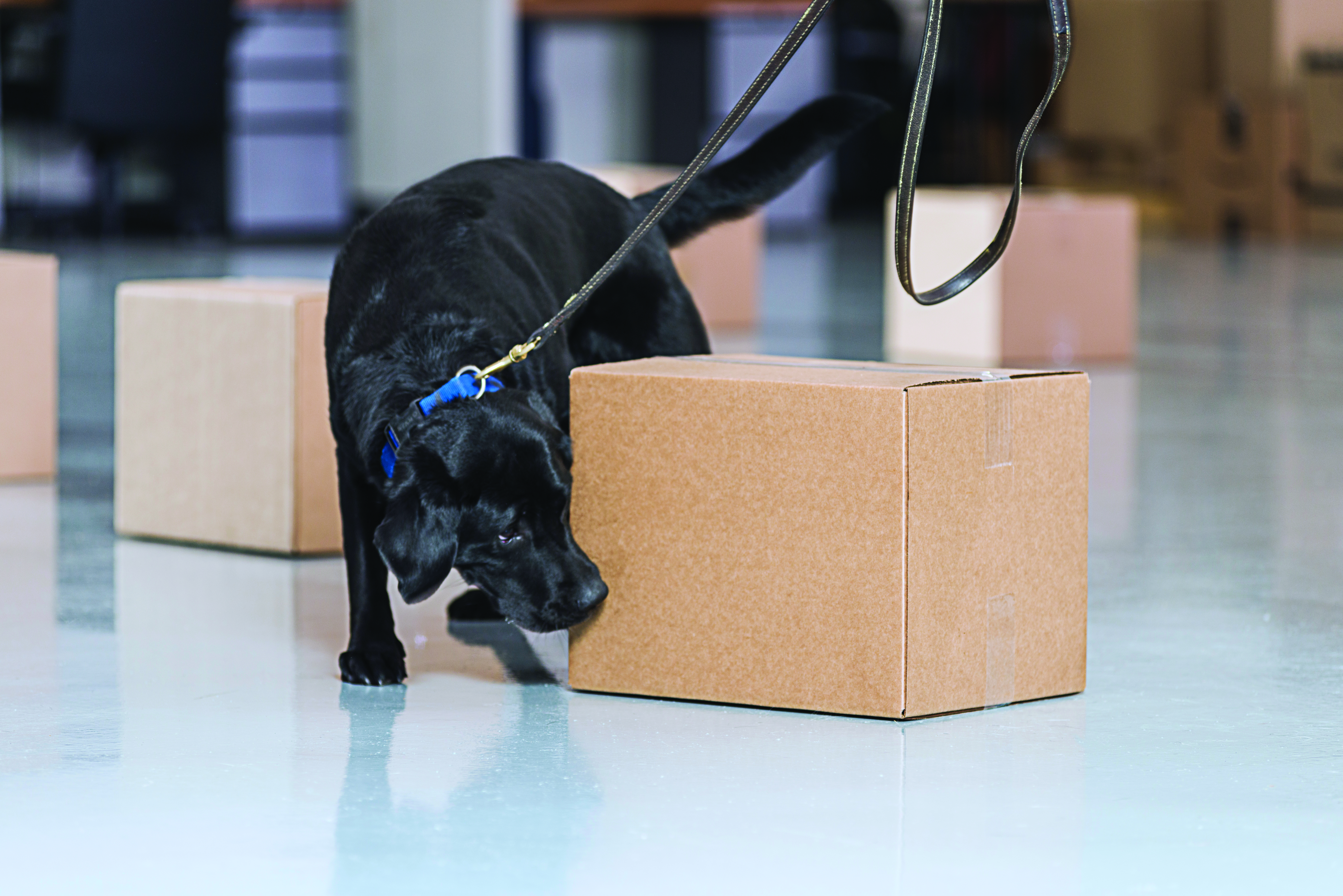 MSA Bomb Dogs serving in the Air Cargo Industry