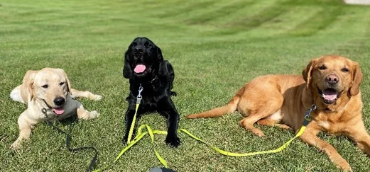 Detection Canines, Labradors