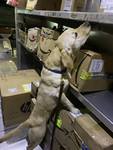 Canine near boxes